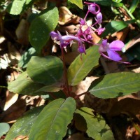 Impatiens arnottii Thwaites